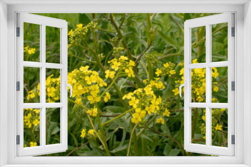 Fototapeta Naklejka Na Ścianę Okno 3D - Wildblumen