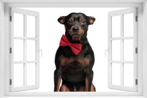 Fototapeta Naklejka Na Ścianę Okno 3D - Elegant puppy wearing a red bowtie posing