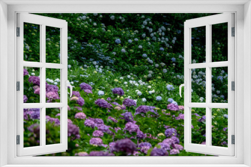 Fototapeta Naklejka Na Ścianę Okno 3D - 紫陽花の咲く山