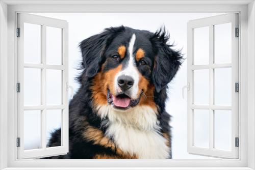 Fototapeta Naklejka Na Ścianę Okno 3D - happy dog ​​has a great time