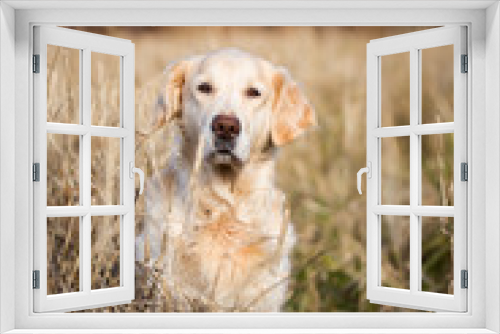 Fototapeta Naklejka Na Ścianę Okno 3D - Portrait of beautiful beige dog breed golden retriever sitting in the withered rye field in autumn