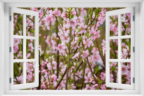 Fototapeta Naklejka Na Ścianę Okno 3D - Ice peach tree branch in pink bloom. Spring season. Fruit trees for gardens