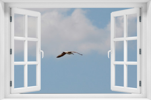 Fototapeta Naklejka Na Ścianę Okno 3D - Bird in flight