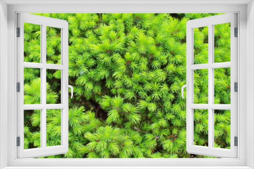 Fototapeta Naklejka Na Ścianę Okno 3D - warm green decorative spruce