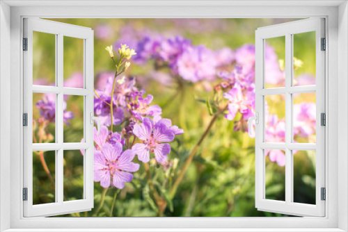 Fototapeta Naklejka Na Ścianę Okno 3D - Field geranium