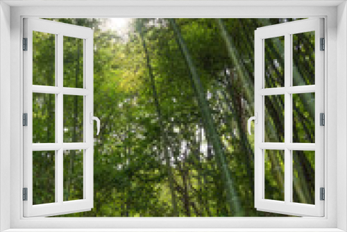 Fototapeta Naklejka Na Ścianę Okno 3D - Sunlight reflected between bamboo groves