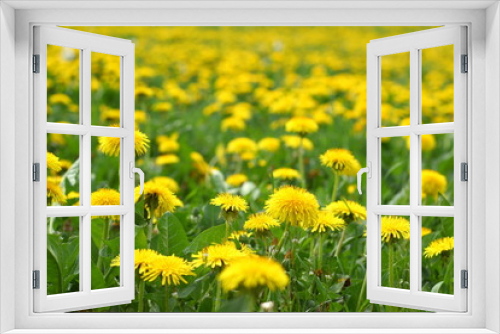Fototapeta Naklejka Na Ścianę Okno 3D - A meadow full of yellow dandelions in springtime