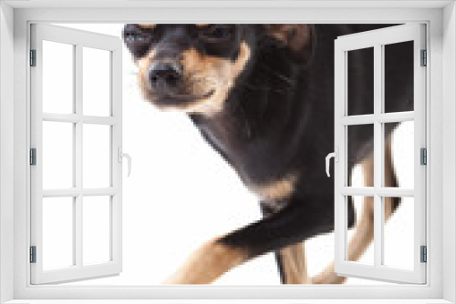 Fototapeta Naklejka Na Ścianę Okno 3D - Toy Terrier dog isolated on white background