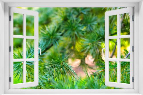 Fototapeta Naklejka Na Ścianę Okno 3D - green pine branch of a christmas tree