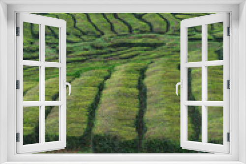 Fototapeta Naklejka Na Ścianę Okno 3D - Tea plantations, unique in Europe, Portugal, Sao Miguel island, Portugl