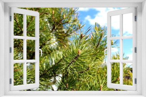 Fototapeta Naklejka Na Ścianę Okno 3D - A branch of pine against the bright, spring, blue sky.