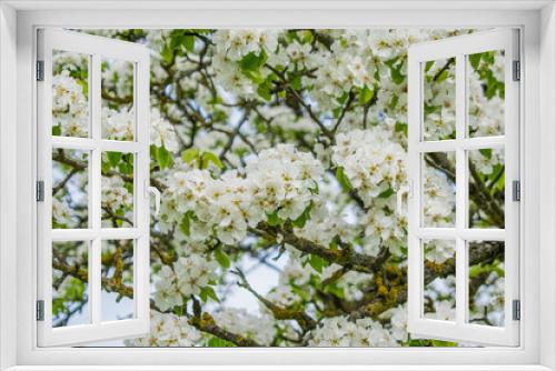 Fototapeta Naklejka Na Ścianę Okno 3D - Pink blossoming trees along a fence Spring time background