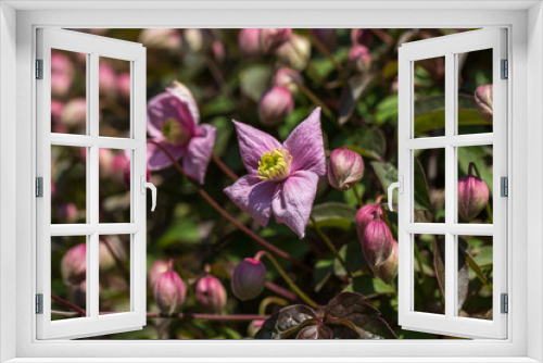 Fototapeta Naklejka Na Ścianę Okno 3D - View of pastel rosa flowering bush in the spring time garden