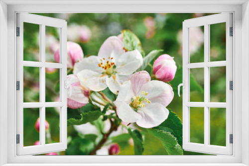 Fototapeta Naklejka Na Ścianę Okno 3D - beautiful blooming apple trees orchard in spring garden close up