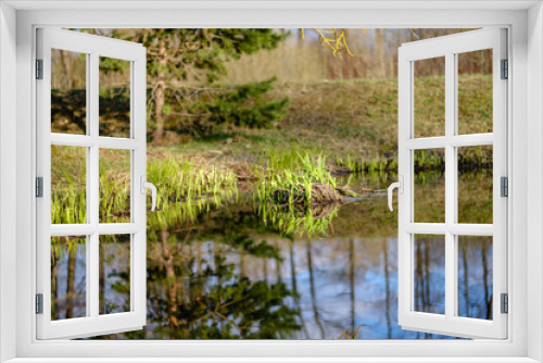 Fototapeta Naklejka Na Ścianę Okno 3D - forest lake surrounded by tree trunks and branches with no leaves