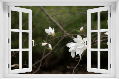 Fototapeta Naklejka Na Ścianę Okno 3D - Mysterious spring floral photo with blooming magnolia flowers on blurred green background