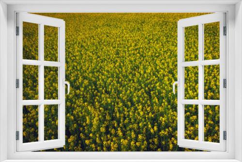 Fototapeta Naklejka Na Ścianę Okno 3D - Yellow field rapeseed in bloom as background. Beautiful field of canola.
