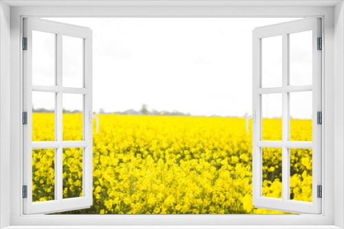 Fototapeta Naklejka Na Ścianę Okno 3D - yellow field of oilseed rape