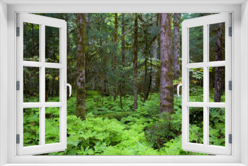 Fototapeta Naklejka Na Ścianę Okno 3D - Morning in the ancient coniferous forest