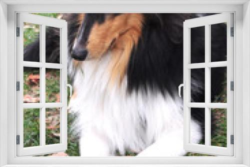 Fototapeta Naklejka Na Ścianę Okno 3D - collie