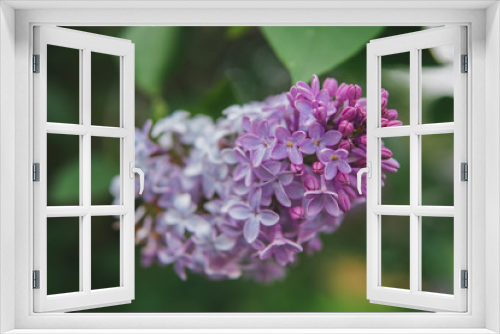 Fototapeta Naklejka Na Ścianę Okno 3D - Beautiful purple flowers