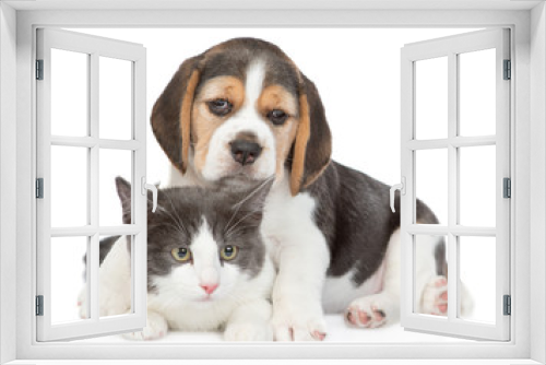 Fototapeta Naklejka Na Ścianę Okno 3D - Beagle puppy hugging cat. isolated on white background