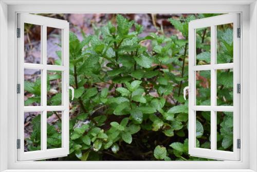 Fototapeta Naklejka Na Ścianę Okno 3D - Mint Herb Plants in Zone 8b