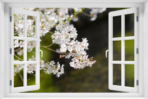 Fototapeta Naklejka Na Ścianę Okno 3D - 桜の花　京都　木屋町　2019年4月