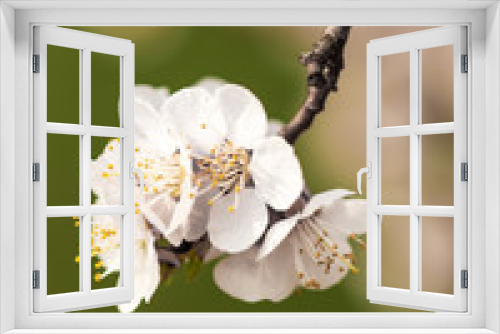 Fototapeta Naklejka Na Ścianę Okno 3D - white apricot flowers on a branch on a green background