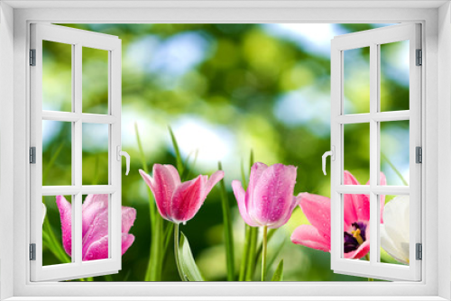Fototapeta Naklejka Na Ścianę Okno 3D -  image of tulips flowers closeup