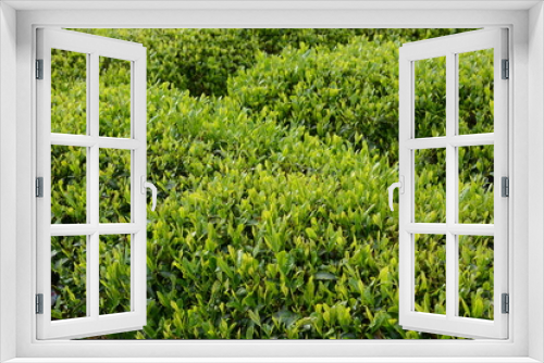 Fototapeta Naklejka Na Ścianę Okno 3D - Tea plantation / Japanese traditional industry