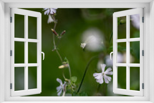 Fototapeta Naklejka Na Ścianę Okno 3D - Wild campion flowers