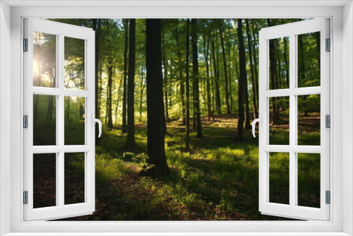 Fototapeta Naklejka Na Ścianę Okno 3D - Sunlight Sunbeams Through Woods In Forest, beautiful Slovakia nature