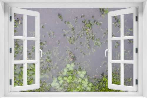 Fototapeta Naklejka Na Ścianę Okno 3D - Texture of grass flooded in the meadow
