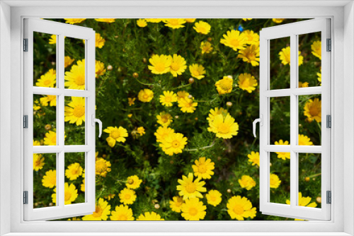 Fototapeta Naklejka Na Ścianę Okno 3D - Yellow daisies in the nature