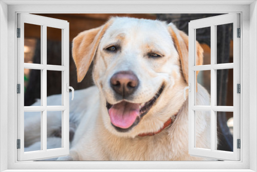 Fototapeta Naklejka Na Ścianę Okno 3D - Funny dog Labrador on the street