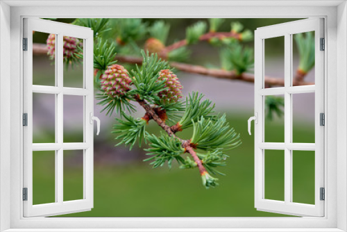Fototapeta Naklejka Na Ścianę Okno 3D - Larch blooms