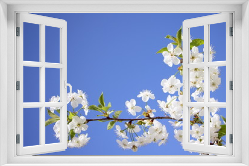 Fototapeta Naklejka Na Ścianę Okno 3D - Beautiful cherry tree blooming branch flowers closeup on clear blue sky background - blank with copyspace
