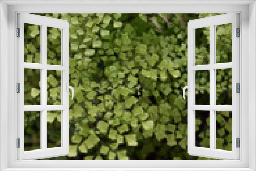 Fototapeta Naklejka Na Ścianę Okno 3D - Maidenhair fern leaves close up