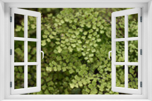 Fototapeta Naklejka Na Ścianę Okno 3D - Maidenhair fern leaves close up
