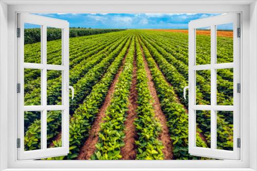 Fototapeta Naklejka Na Ścianę Okno 3D - Perfect soybean field