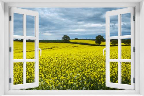 Fototapeta Naklejka Na Ścianę Okno 3D - Shropshire Gold