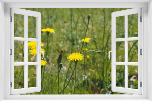 Fototapeta Naklejka Na Ścianę Okno 3D - 春の野原に咲く黄色いタンポポの花
