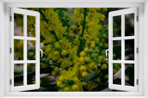 Fototapeta Naklejka Na Ścianę Okno 3D - yellow flowers in the garden