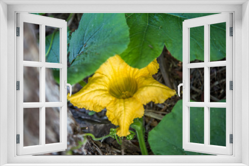Fototapeta Naklejka Na Ścianę Okno 3D - Close up of vibrant yellow buttercup squash flower surrounded by bright green leaves with a tendril peaking out.