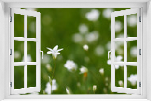Fototapeta Naklejka Na Ścianę Okno 3D - field with white flowers on green background