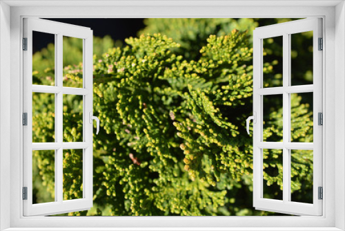Fototapeta Naklejka Na Ścianę Okno 3D - Hinoki cypress Nana Gracils
