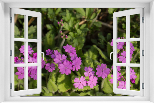 Fototapeta Naklejka Na Ścianę Okno 3D - Primrose flowers with pink flowers. Blooming garden or Park under soft sunlight. Natural landscape