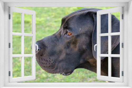 Fototapeta Naklejka Na Ścianę Okno 3D - portrait of a Great Dane dog