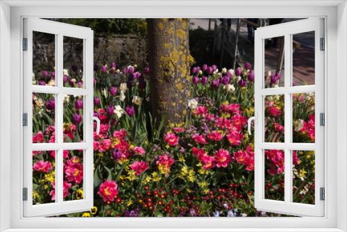 Fototapeta Naklejka Na Ścianę Okno 3D - Tulpenblüte in Bad Wörishofen